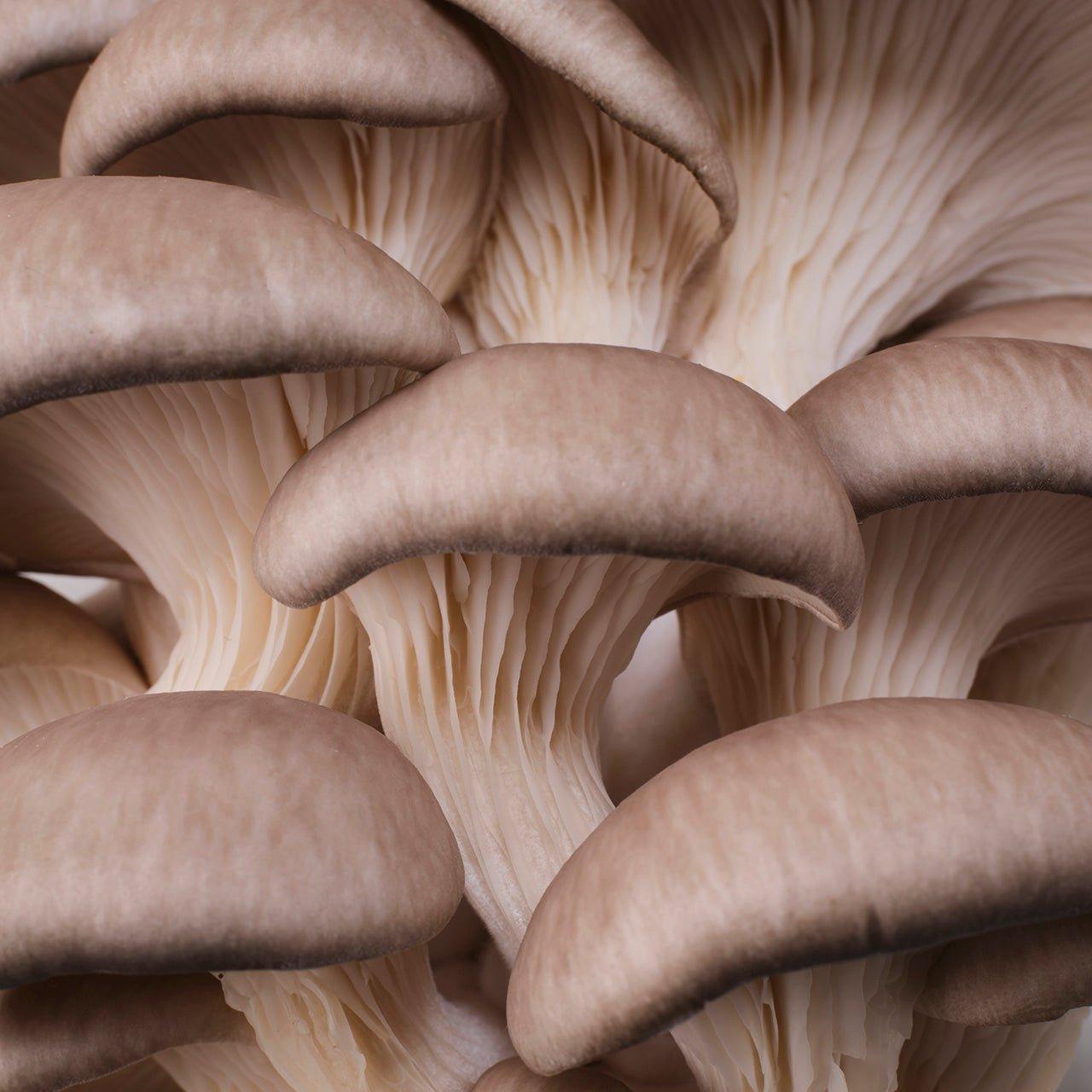 YME x Growtropicals Grey Oyster Mushroom Kit - House of Kojo