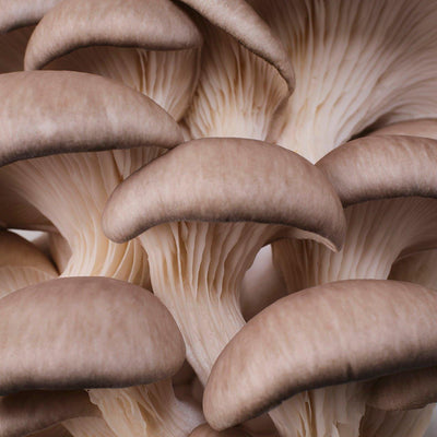 YME x Growtropicals Grey Oyster Mushroom Kit - House of Kojo