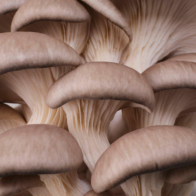 YME x Growtropicals Grey Oyster Mushroom Kits - House of Kojo