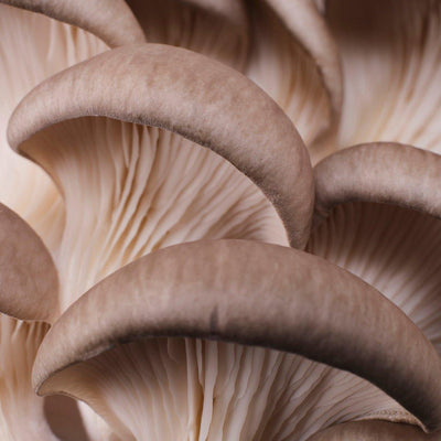 YME x Growtropicals Grey Oyster Mushroom Kit - House of Kojo