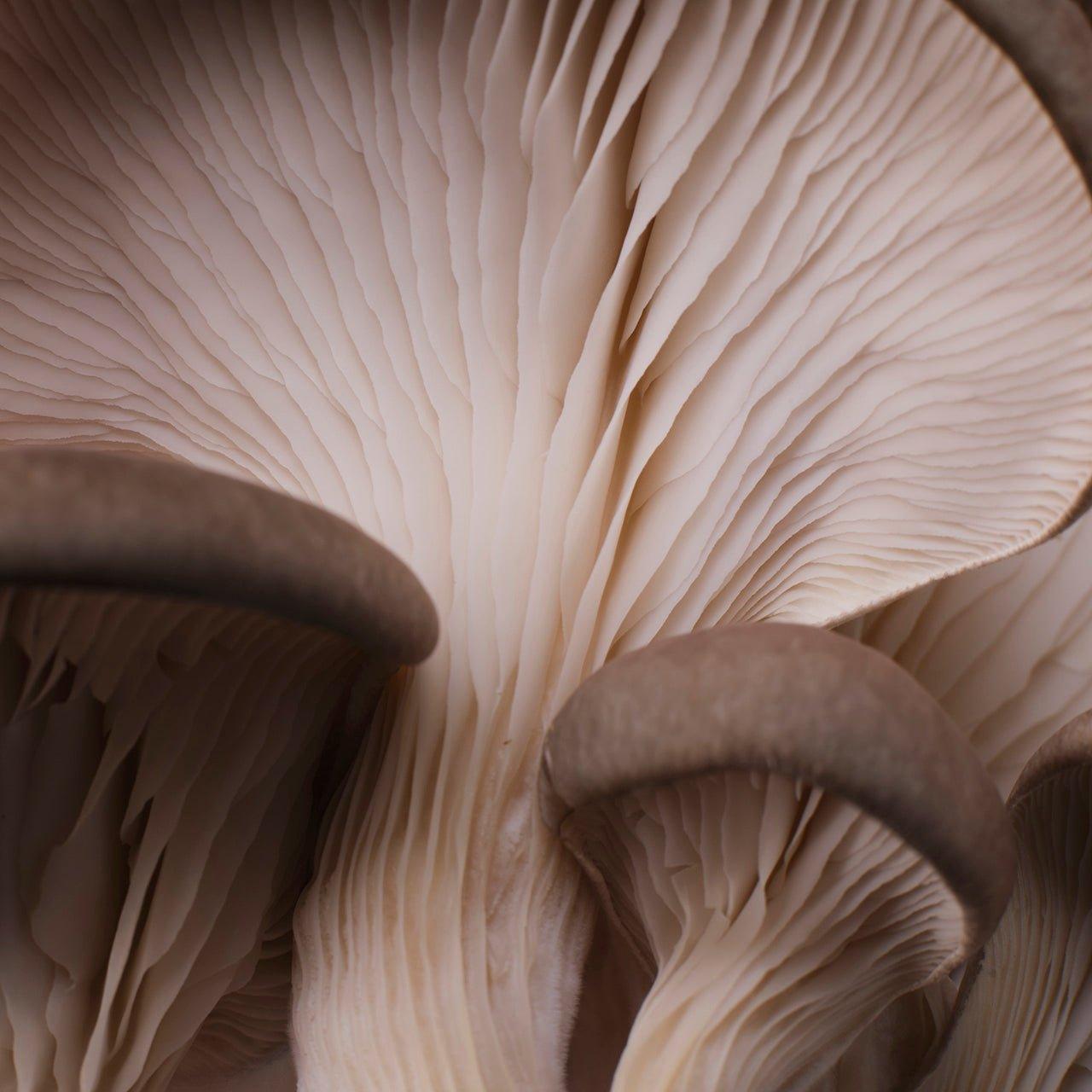 YME x Growtropicals Grey Oyster Mushroom Kits - House of Kojo