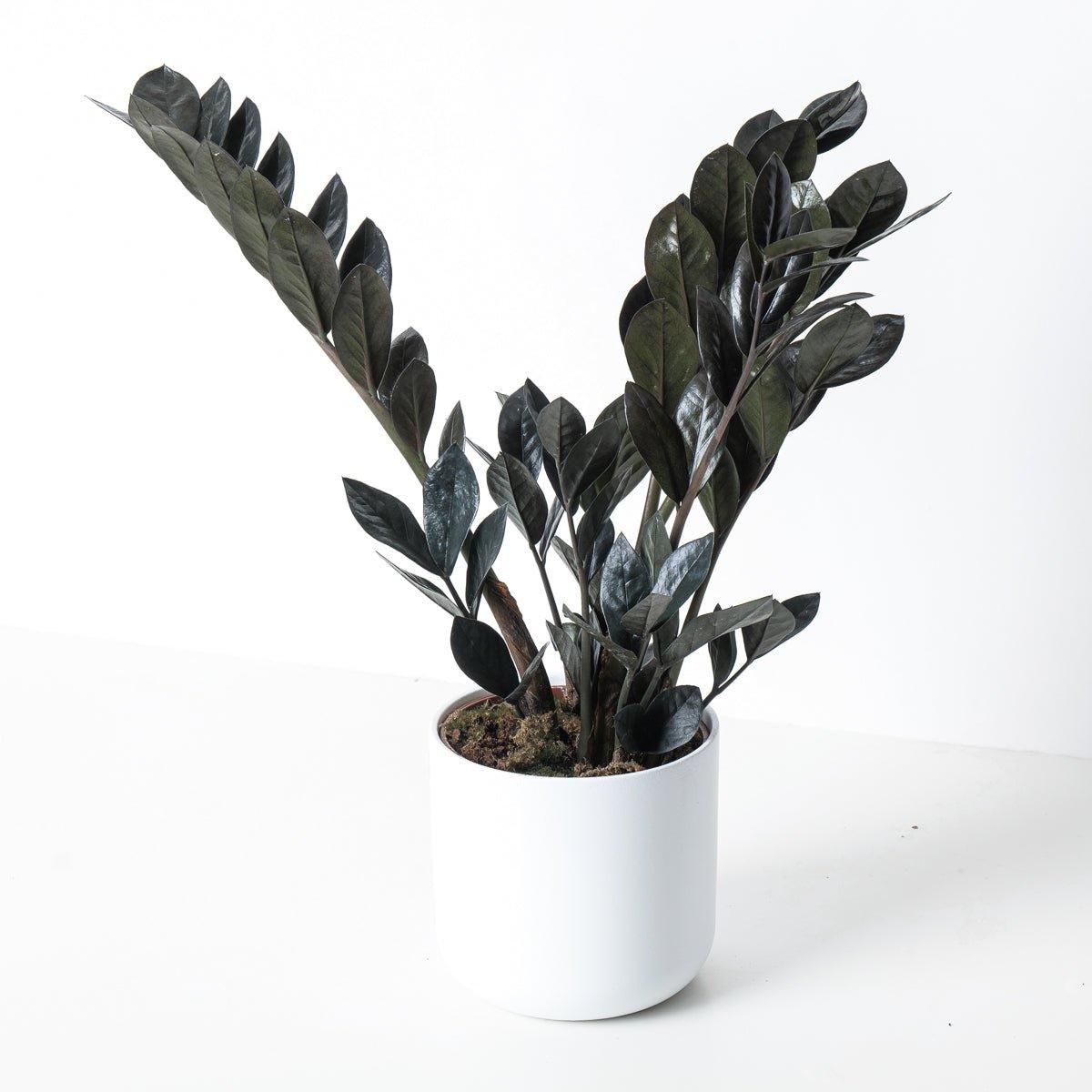 Zamioculcas Zamiifolia Black Raven | ZZ Plant - House of Kojo