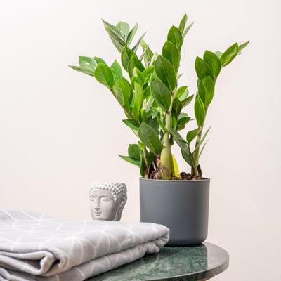 Zamioculcas Zamiifolia | ZZ Plant - House of Kojo