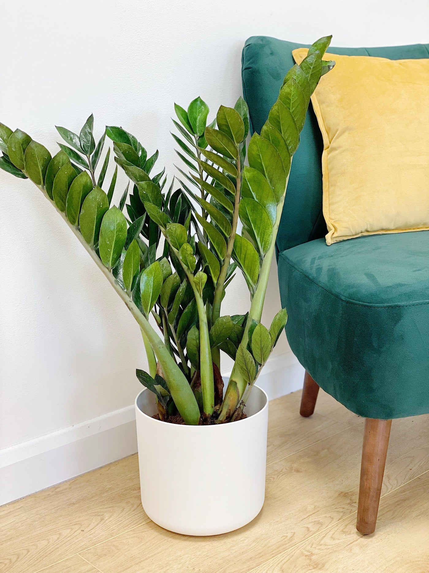 Zamioculcas Zamiifolia | ZZ Plant - House of Kojo